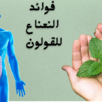 فوائد النعناع المغلي للقولون