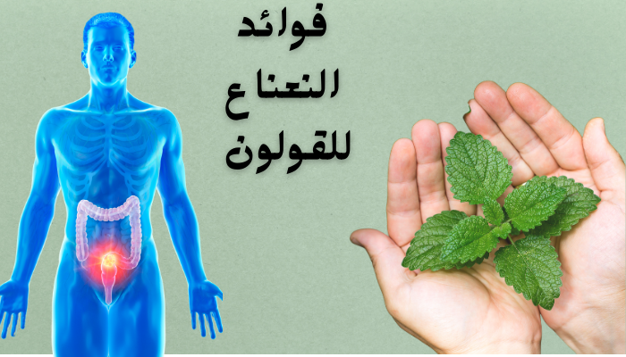 فوائد النعناع المغلي للقولون