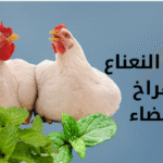 فوائد النعناع المغلي للفراخ البيضاء