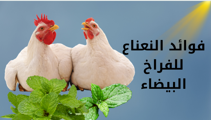 فوائد النعناع المغلي للفراخ البيضاء